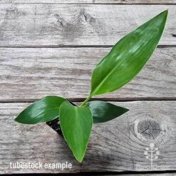 Strelitzia Reginae - Bird Of Paradise -GARDEN Shop apo bird of paradise tubestock top