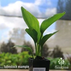 Strelitzia Reginae - Bird Of Paradise -GARDEN Shop apo bird of paradise tubestock 1