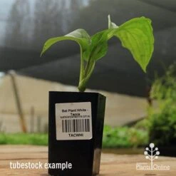 Bat Plant - Tacca 13 Bat Plant - Tacca -GARDEN Shop apo black bat tacca tubestock