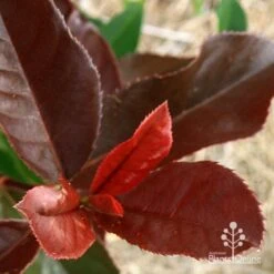 Photinia Black Jack -GARDEN Shop apo black jack photinia colour