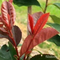 Photinia Black Jack -GARDEN Shop apo black jack photinia new shoot