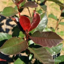 Photinia Black Jack -GARDEN Shop apo black jack photinia winter