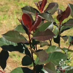 Photinia Black Jack -GARDEN Shop apo black jack winter