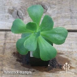 Echeveria Blue Curls - Succulent -GARDEN Shop apo blue curls tubestock top