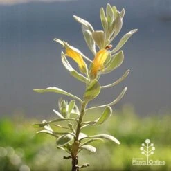 Eremophila Blue Horizon - Emu Bush -GARDEN Shop apo blue horizon eremophila flowers