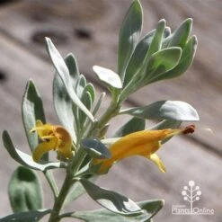 Eremophila Blue Horizon - Emu Bush -GARDEN Shop apo blue horizon flowers