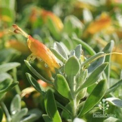 Eremophila Blue Horizon - Emu Bush -GARDEN Shop apo blue horizon july