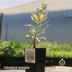 Eremophila Blue Horizon - Emu Bush -GARDEN Shop apo blue horizon tubestock flowering