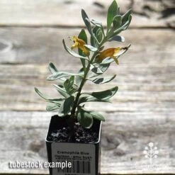 Eremophila Blue Horizon - Emu Bush -GARDEN Shop apo blue horizon tubestock top