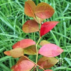 Blueberry Powder Blue -GARDEN Shop apo blueberry powder blue autumn