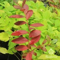 Blueberry Sunshine Blue 16 Blueberry Sunshine Blue -GARDEN Shop apo blueberry sunshine blue on raspberry