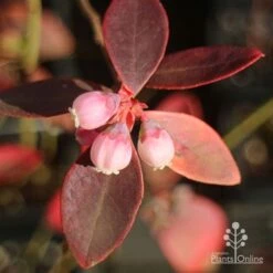 Blueberry Sunshine Blue 15 Blueberry Sunshine Blue -GARDEN Shop apo blueberry sunshine blue winter colour