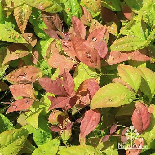 Nandina BLUSH 8 Nandina BLUSH - Image 8