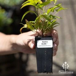 Nandina BLUSH 13 Nandina BLUSH -GARDEN Shop apo blush tube