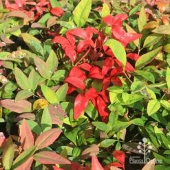 Nandina BLUSH 11 Nandina BLUSH -GARDEN Shop apo blush winter colours