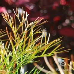 Grevillea Bon Accord -GARDEN Shop apo bon accord bronze foliage