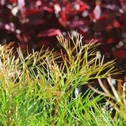 Grevillea Bon Accord -GARDEN Shop apo bon accord bronze foliage2