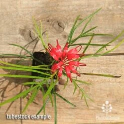 Grevillea Bon Accord -GARDEN Shop apo bon accord grevillea tubestock flowering top