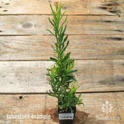Grevillea Bonnie Prince Charlie -GARDEN Shop apo bpc tubestock tall