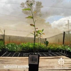 Blueberry Brightwell -GARDEN Shop apo britewell tubestock side