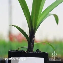 Agapanthus Buccaneer -GARDEN Shop apo buccaneer purple stem