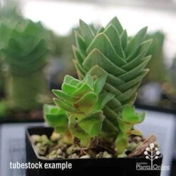 Crassula Buddha’s Temple - Succulent 12 Crassula Buddha’s Temple - Succulent -GARDEN Shop apo buddhas temple baby buddhas