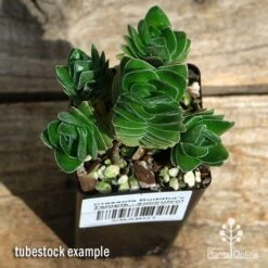 Crassula Buddha’s Temple - Succulent 10 Crassula Buddha’s Temple - Succulent -GARDEN Shop apo buddhas temple cluster above