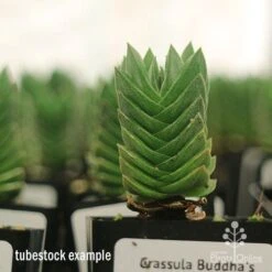 Crassula Buddha’s Temple - Succulent 13 Crassula Buddha’s Temple - Succulent -GARDEN Shop apo buddhas temple tall