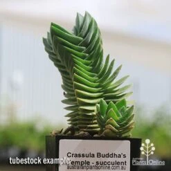 Crassula Buddha’s Temple - Succulent 11 Crassula Buddha’s Temple - Succulent -GARDEN Shop apo buddhas temple tubestock