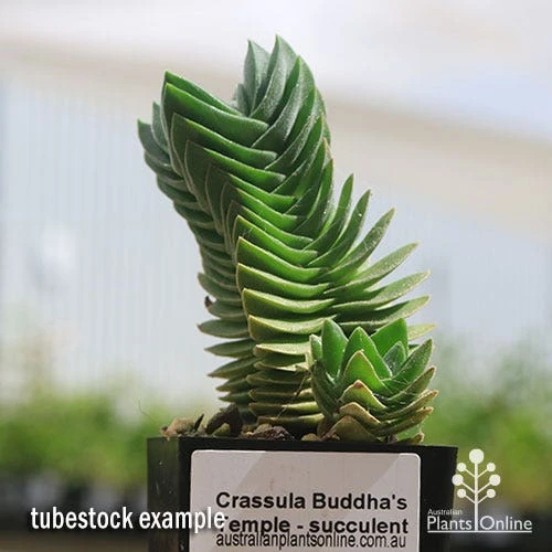 Crassula Buddha’s Temple - Succulent 4 Crassula Buddha’s Temple - Succulent - Image 4