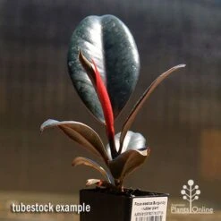 Ficus Elastica Burgundy - Rubber Plant -GARDEN Shop apo burgundy rubber plant tubestock