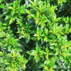 Syzygium Bush Christmas - Lilly Pilly -GARDEN Shop apo bush christmas syzygium foliage
