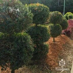 Syzygium Bush Christmas - Lilly Pilly -GARDEN Shop apo bush christmas topiary balls