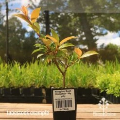 Syzygium Bush Christmas - Lilly Pilly -GARDEN Shop apo bush christmas tubestock