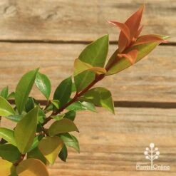 Syzygium Bush Christmas - Lilly Pilly -GARDEN Shop apo bush christmas tubestock colour