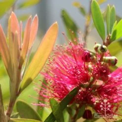 Callistemon Fluro Burst 26 Callistemon Fluro Burst -GARDEN Shop apo callistemon fluro burst flower leaf