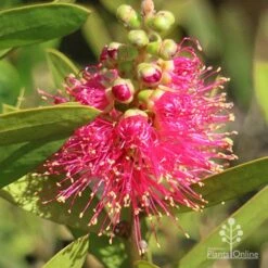 Callistemon Fluro Burst 28 Callistemon Fluro Burst -GARDEN Shop apo callistemon fluro burst ozbreed