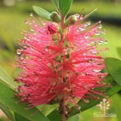 Callistemon Fluro Burst 31 Callistemon Fluro Burst -GARDEN Shop apo callistemon fluro burst rain