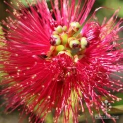Callistemon Fluro Burst 21 Callistemon Fluro Burst -GARDEN Shop apo callistemon fluro burst top
