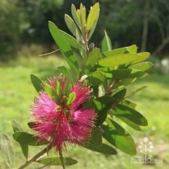 Callistemon Fluro Burst 33 Callistemon Fluro Burst -GARDEN Shop apo callistemon fluroburst flower leaf