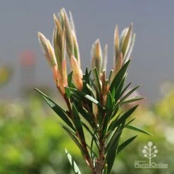 Callistemon Summer Days™ -GARDEN Shop apo callistemon summer days new leaves