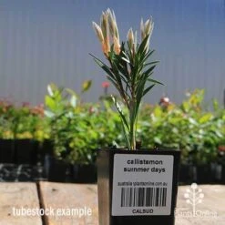 Callistemon Summer Days™ -GARDEN Shop apo callistemon summer days tubestock 2