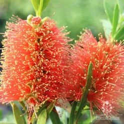 Callistemon Tangerine Dream 11 Callistemon Tangerine Dream -GARDEN Shop apo callistemon tangerine dream flowers
