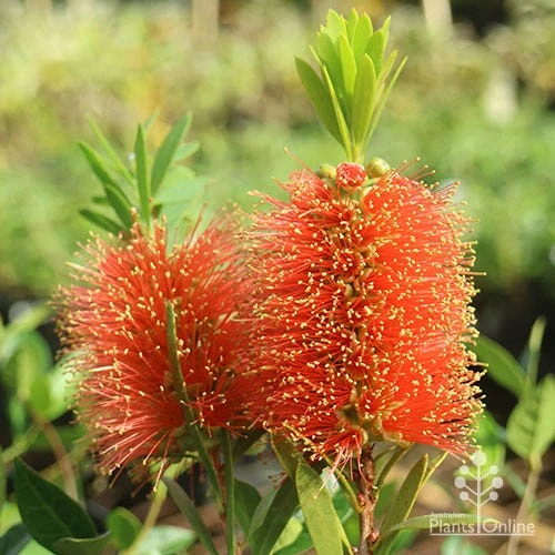 Callistemon Tangerine Dream 1 Callistemon Tangerine Dream