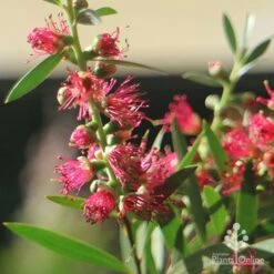 Callistemon Taree Pink 9 Callistemon Taree Pink -GARDEN Shop apo callistemon taree pink close