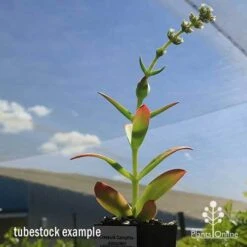 Crassula Campfire - Succulent -GARDEN Shop apo campfire flowering green phase