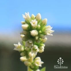 Crassula Campfire - Succulent -GARDEN Shop apo campfire flowers closeup