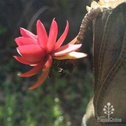 Crassula Campfire - Succulent -GARDEN Shop apo campfire in boot