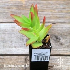 Crassula Campfire - Succulent -GARDEN Shop apo campfire tubestock