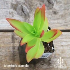 Crassula Campfire - Succulent -GARDEN Shop apo campfire tubestock top